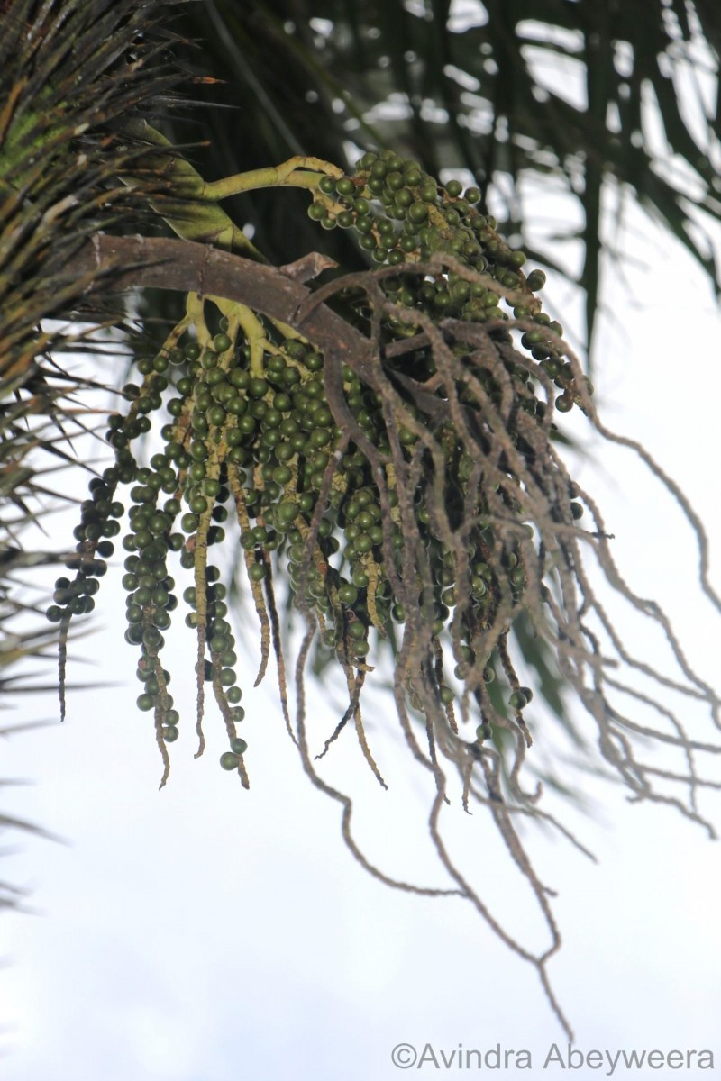 Oncosperma fasciculatum Thwaites